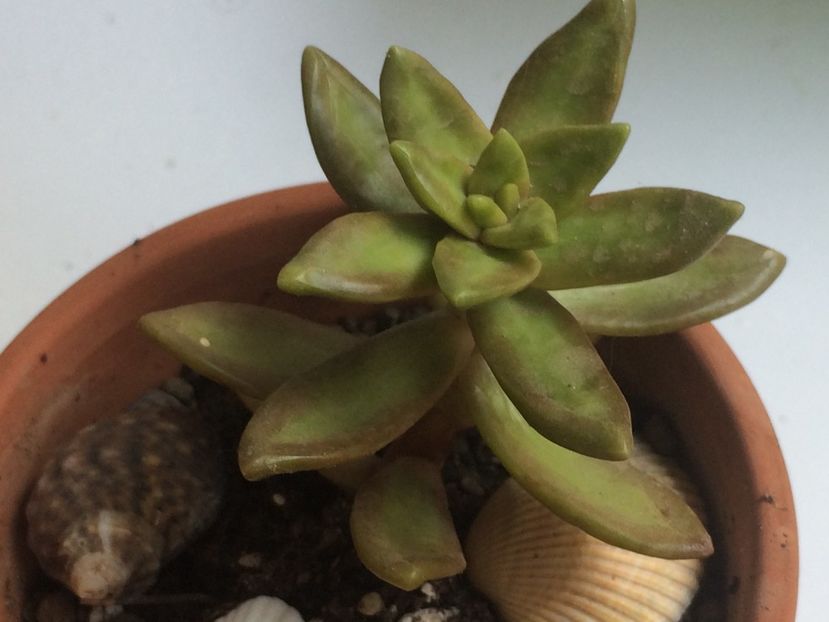  - Cactusi si suculente