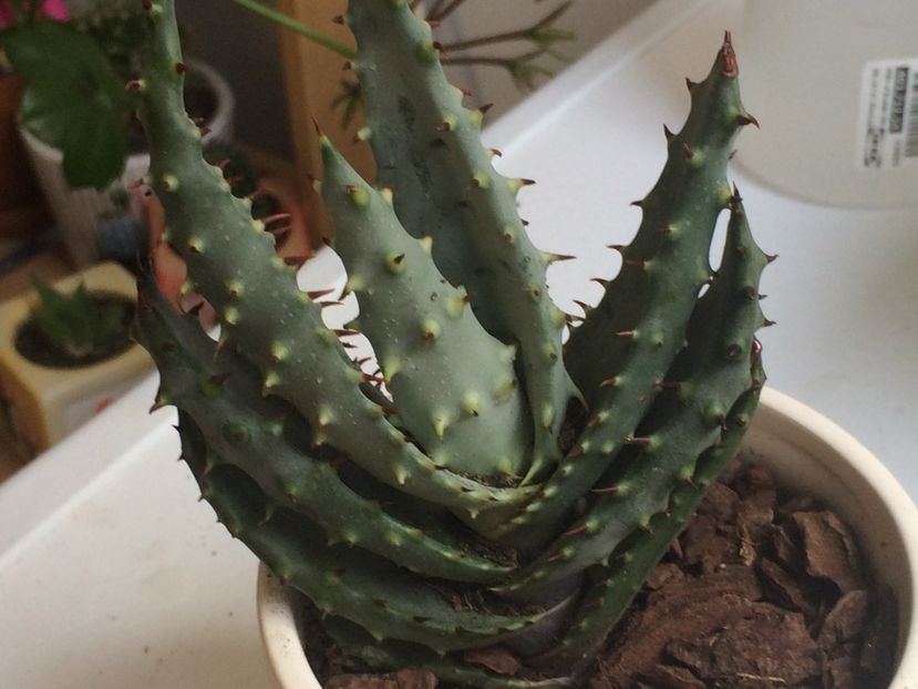  - Cactusi si suculente