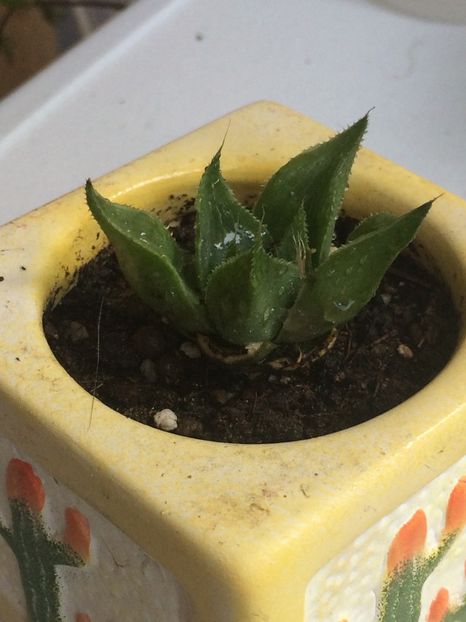  - Cactusi si suculente
