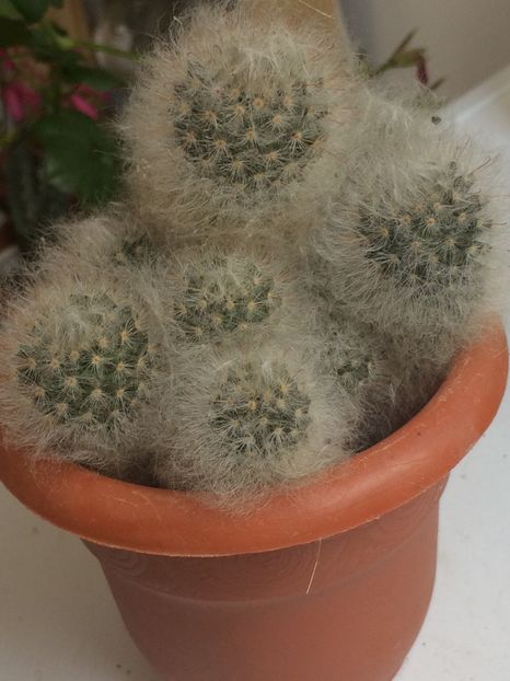  - Cactusi si suculente