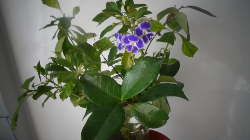 Duranta,lastar in apa - In glastra