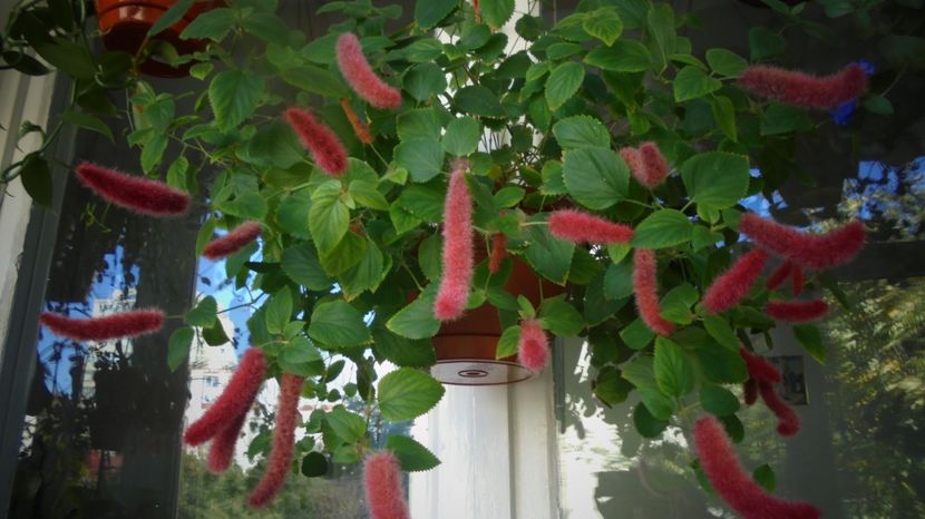 Acalypha reptans - In glastra