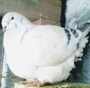 110477856_NHTEJYU - - A - CRESCATOR POLIVALENT