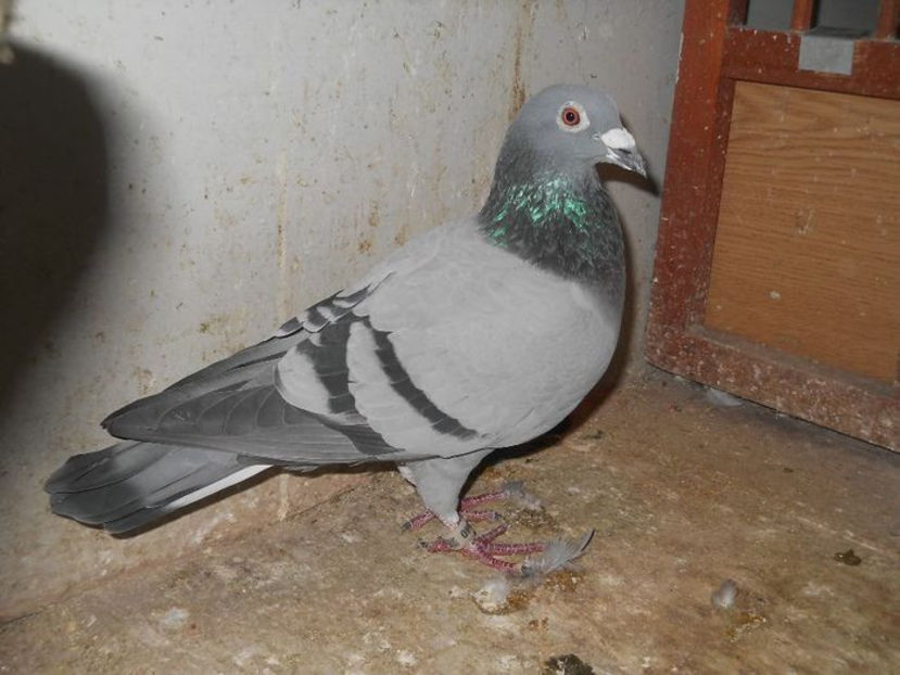 358040-2012 M - Zburatori retrasi la reproductie