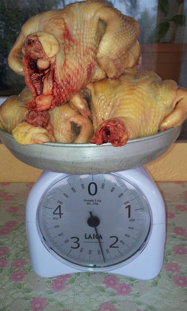 2,320 Kg  - 3 pui . - 19 TEXANI PE CANTAR