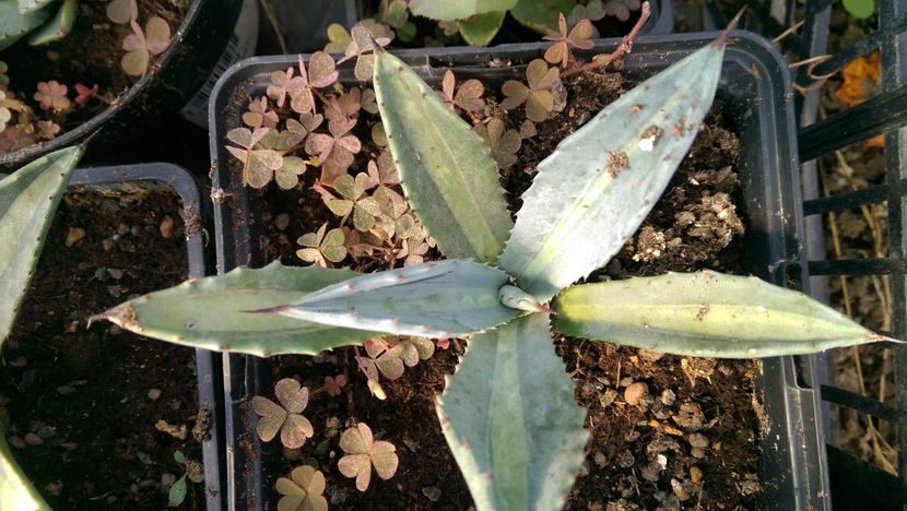 Protoamericana palida 40 - Agave de vanzare 2018