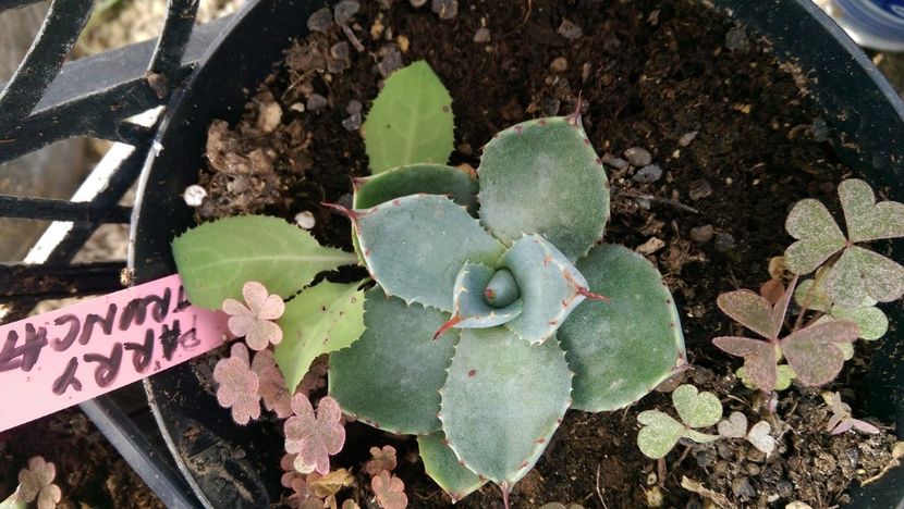 parry truncata 40 - Agave de vanzare 2018