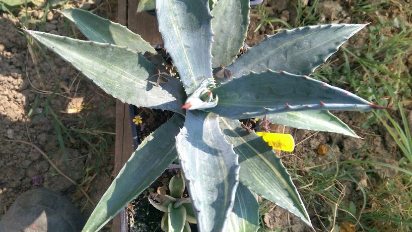 10)Americana striata - puideursdebucovina