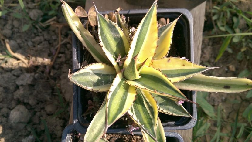 Lophanta qudricolor 40 - Agave de vanzare 2018