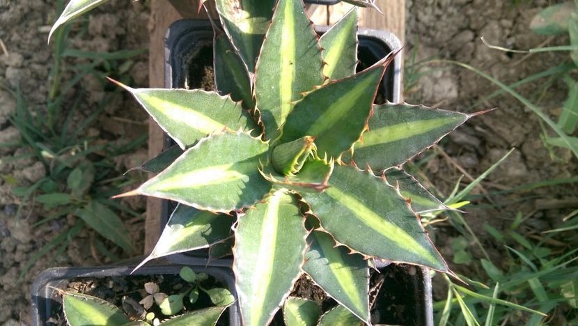 Lophanta splendida 40 - Agave de vanzare 2018
