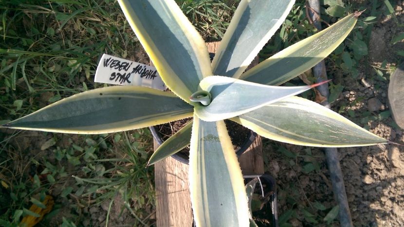 Weberi arizona star 80 - Agave de vanzare 2018