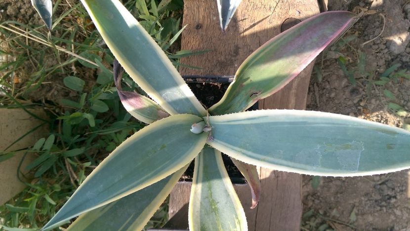 Weberi arizona star 60 - Agave de vanzare 2018