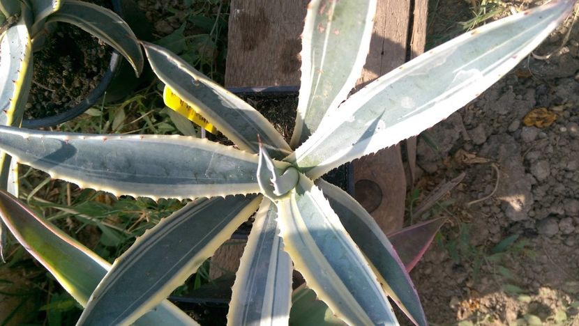 12)Cordillerensis cv marginata - puideursdebucovina