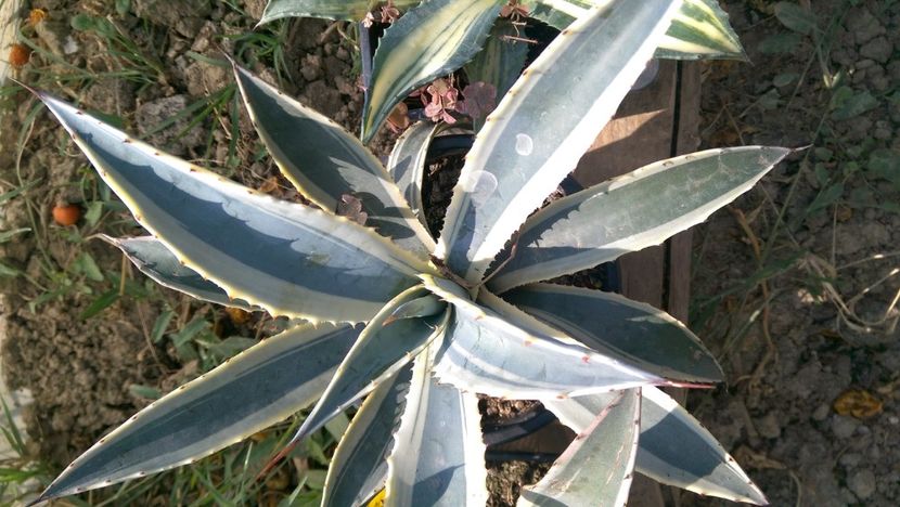 Cordillerensis cv marginata 80 - Agave de vanzare 2018