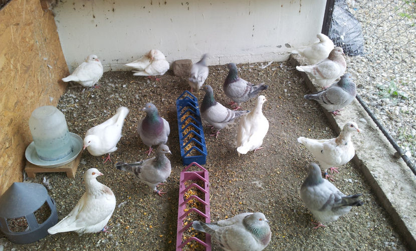  - 03 PUI TEXANI 2018