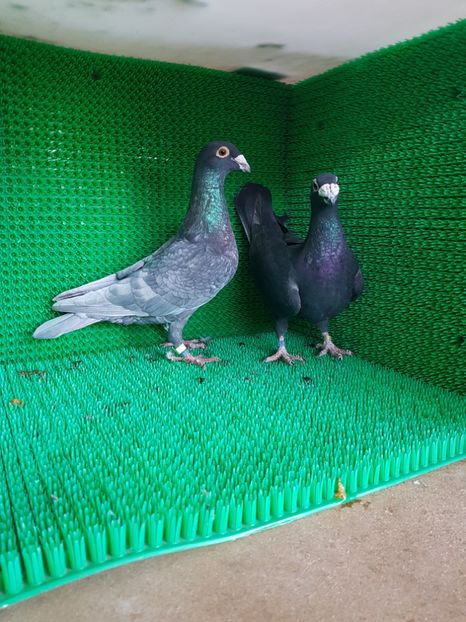 M andaluz hetero recesiv opal si F neagra - Tineret 2018