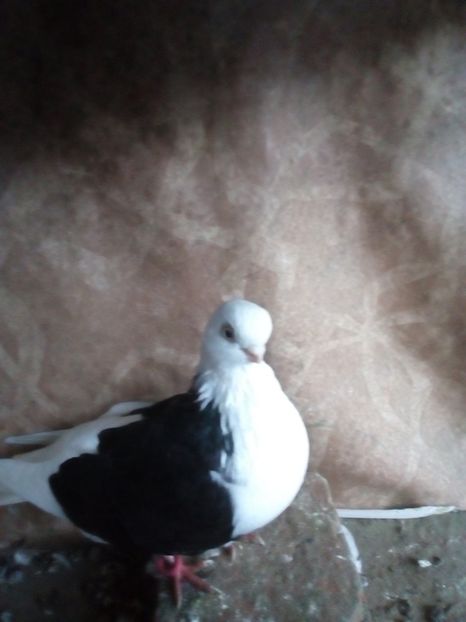  - jucatori capaciti de buzau