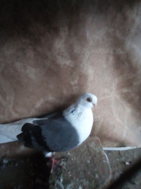  - jucatori capaciti de buzau