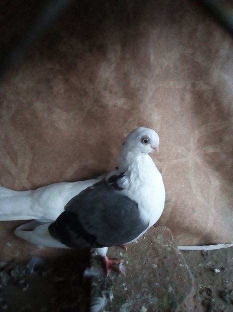  - jucatori capaciti de buzau