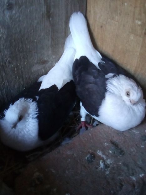  - jucatori capaciti de buzau