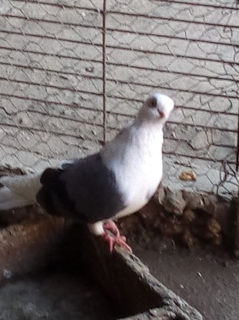  - jucatori capaciti de buzau