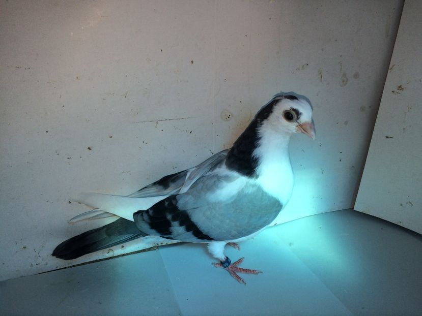 5199  femelă  2018_1 - tineret 2018