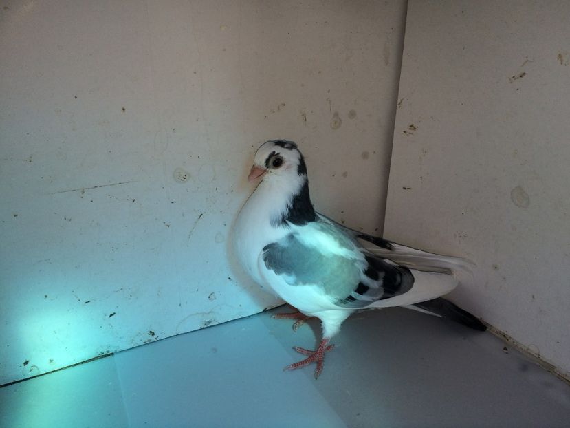 5199  femelă  2018_2 - tineret 2018