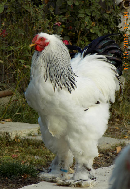  - VIITOR SPERANTE PTR 2019