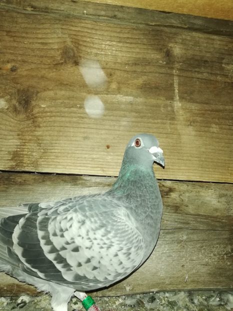  - PORUMBIȚE-VOIAJOR