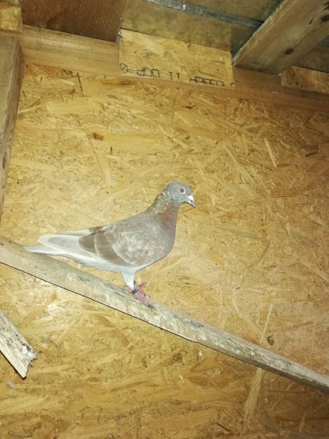  - PORUMBIȚE-VOIAJOR