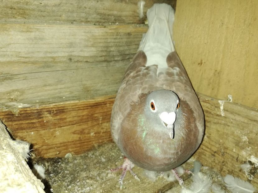  - PORUMBIȚE-VOIAJOR