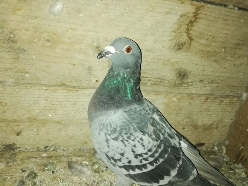  - PORUMBIȚE-VOIAJOR