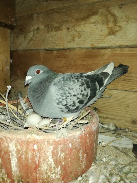  - PORUMBIȚE-VOIAJOR