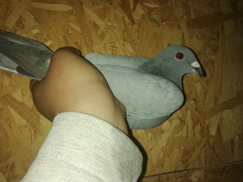  - PORUMBIȚE-VOIAJOR