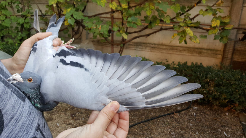 Aripa "Amorin" - Fiu 329 - 300 euro