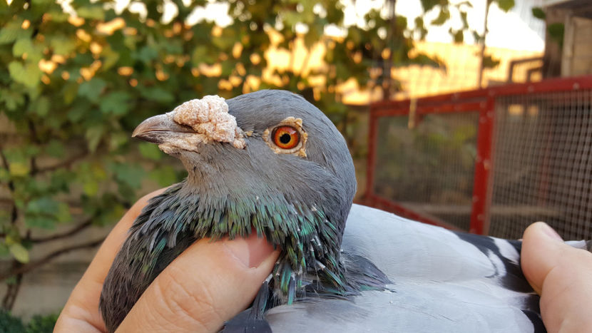 Ochi "Amorin" - Fiu 329 - 300 euro