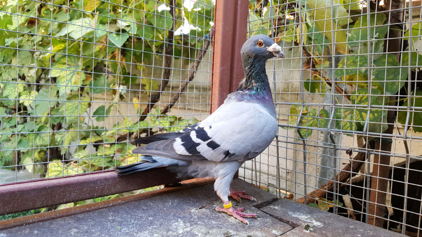 "Amorin" recent - Fiu 329 - 300 euro