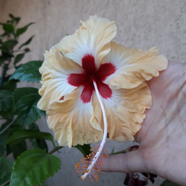  - Hibi Sylvia Goodman