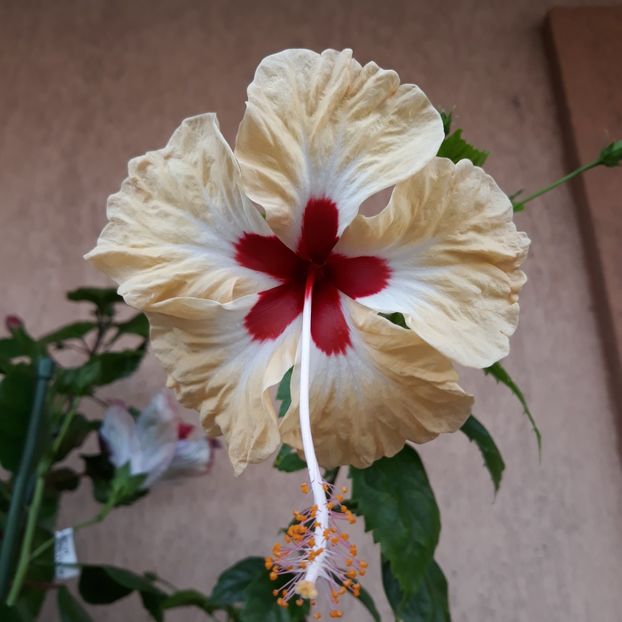  - Hibi Sylvia Goodman