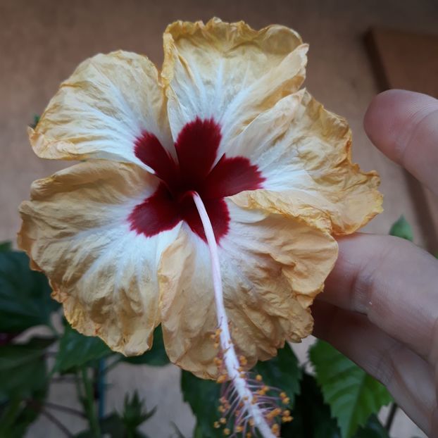  - Hibi Sylvia Goodman