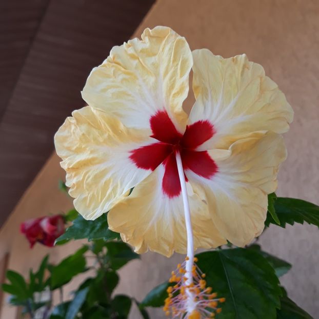  - Hibi Sylvia Goodman