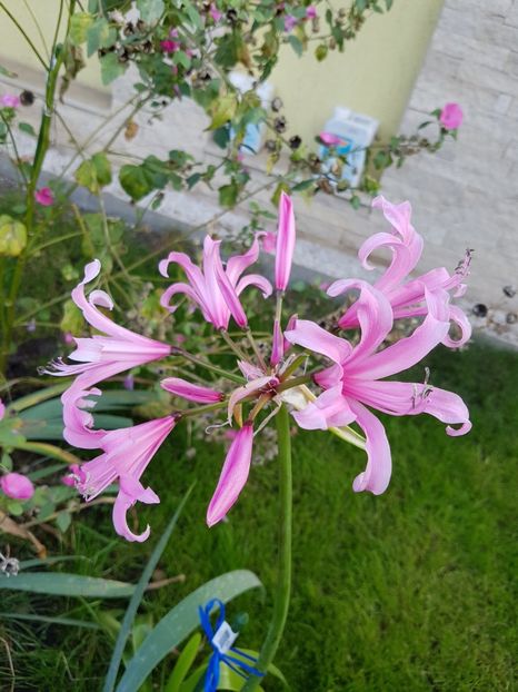 Nerine bowdenii - Octombrie 2018