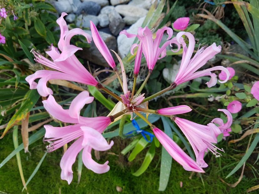 Nerine bowdenii - Octombrie 2018