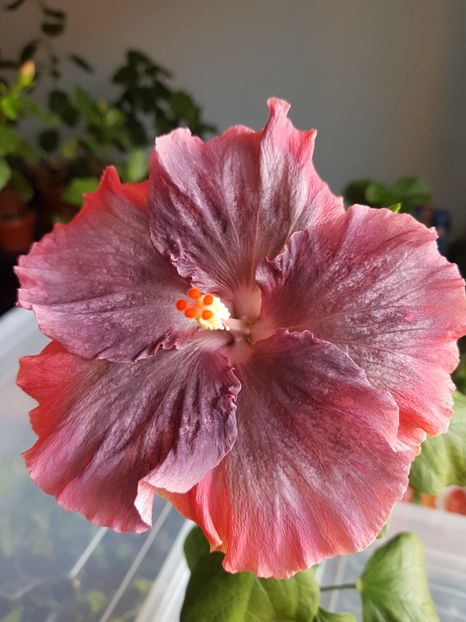  - 1-2 HIBISCUS