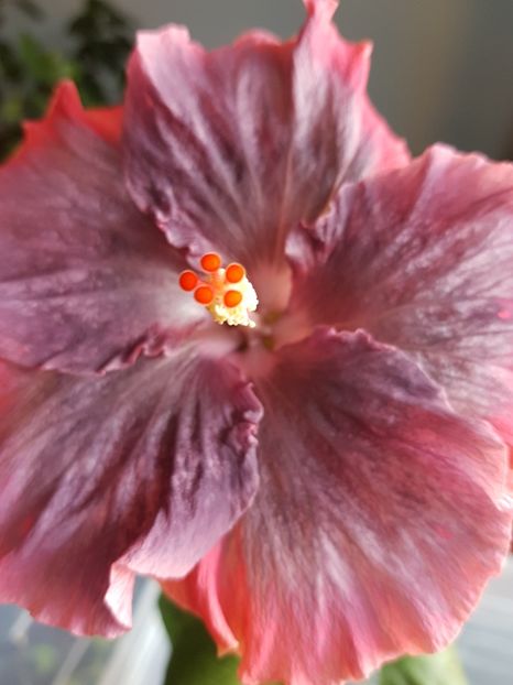 20181009_123259(0) - 1-2 HIBISCUS