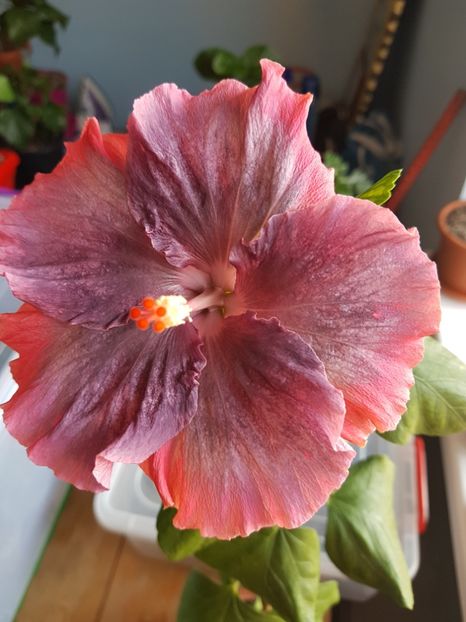 Moorea  My Blue Pearl - 1-2 HIBISCUS