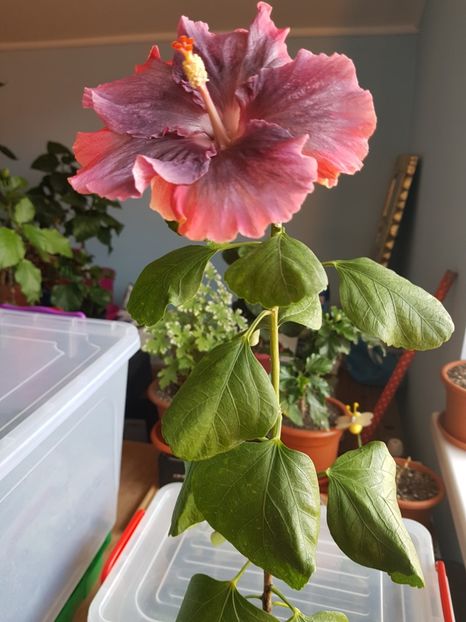 20181009_123423(0) - 1-2 HIBISCUS