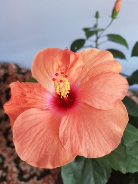  - 1-2 HIBISCUS