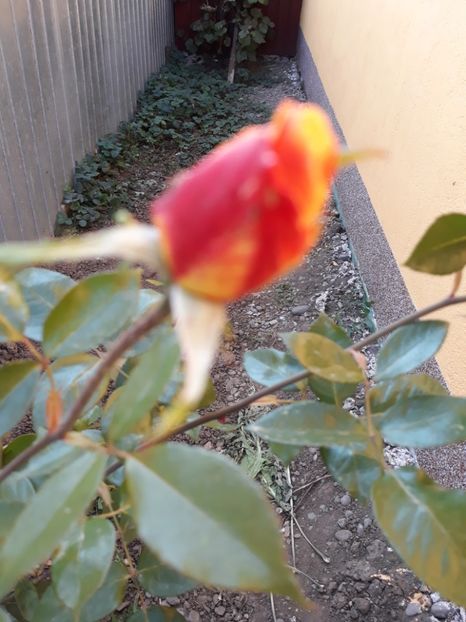  - Trandafir Necunoscut