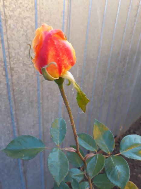  - Trandafir Necunoscut